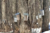 Non-Timber Forest Products